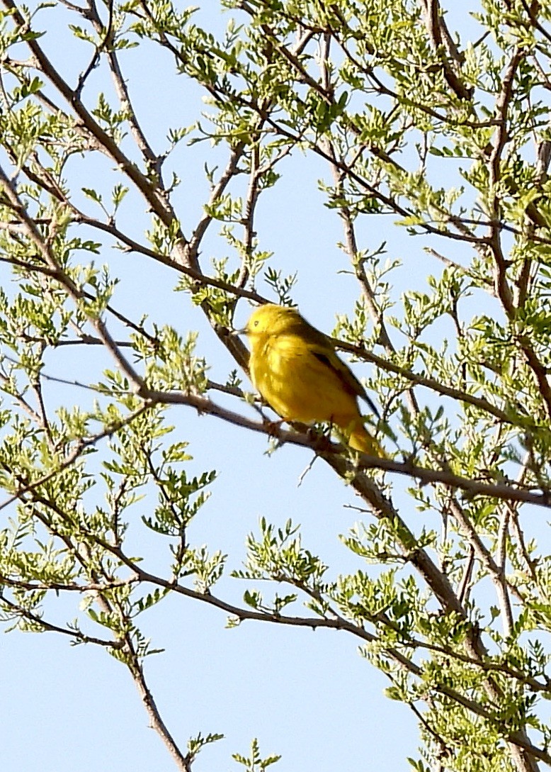 Yellow Warbler - ML618647201
