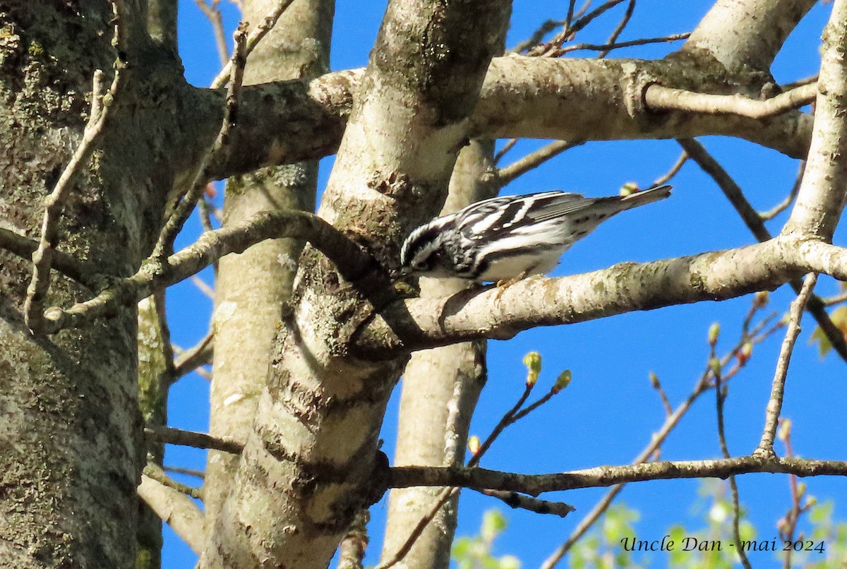 Black-and-white Warbler - Daniel Demers 🦉