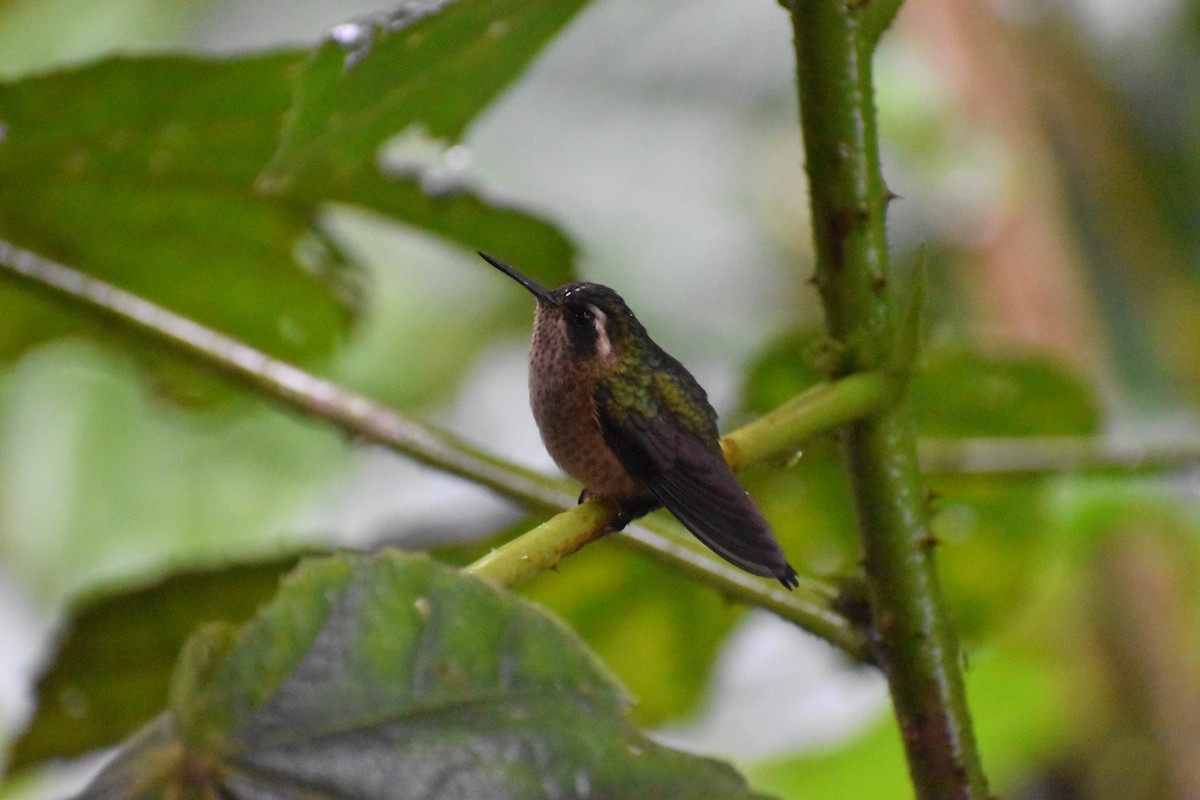 Speckled Hummingbird (melanogenys Group) - ML618647209