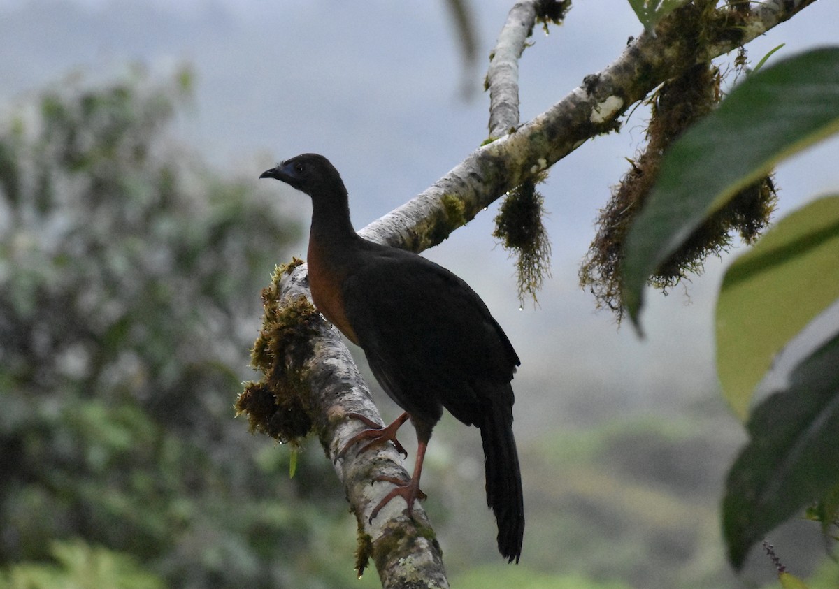 Sickle-winged Guan - ML618647218