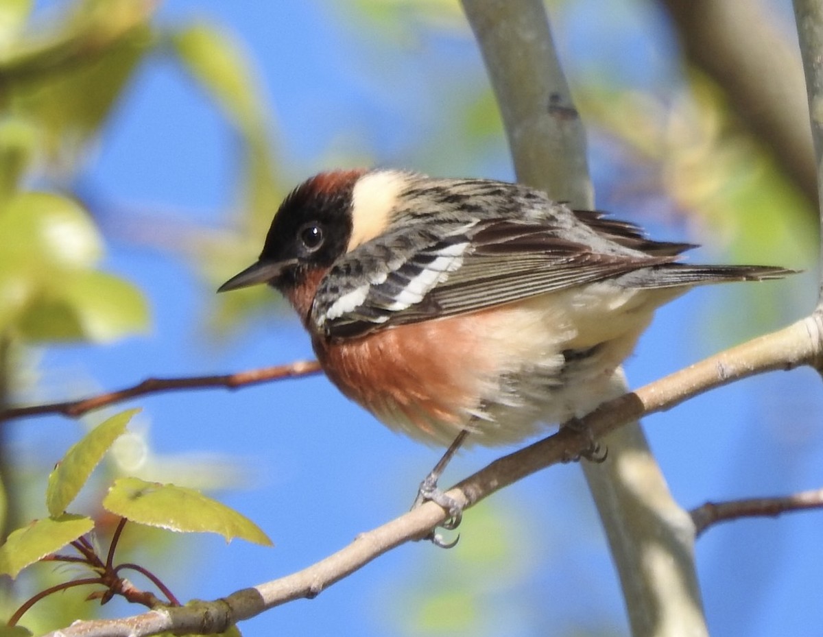 Bay-breasted Warbler - ML618647222