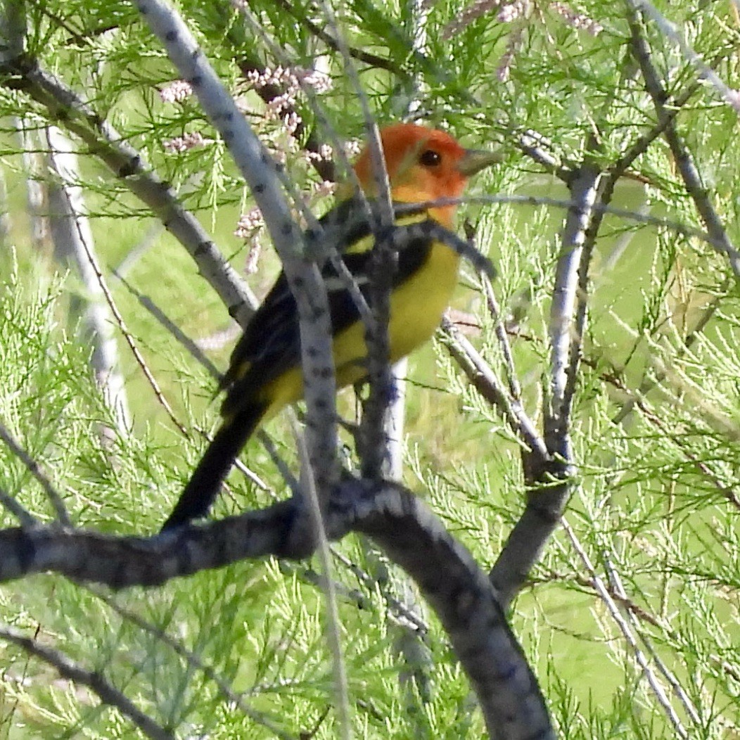 Western Tanager - ML618647227