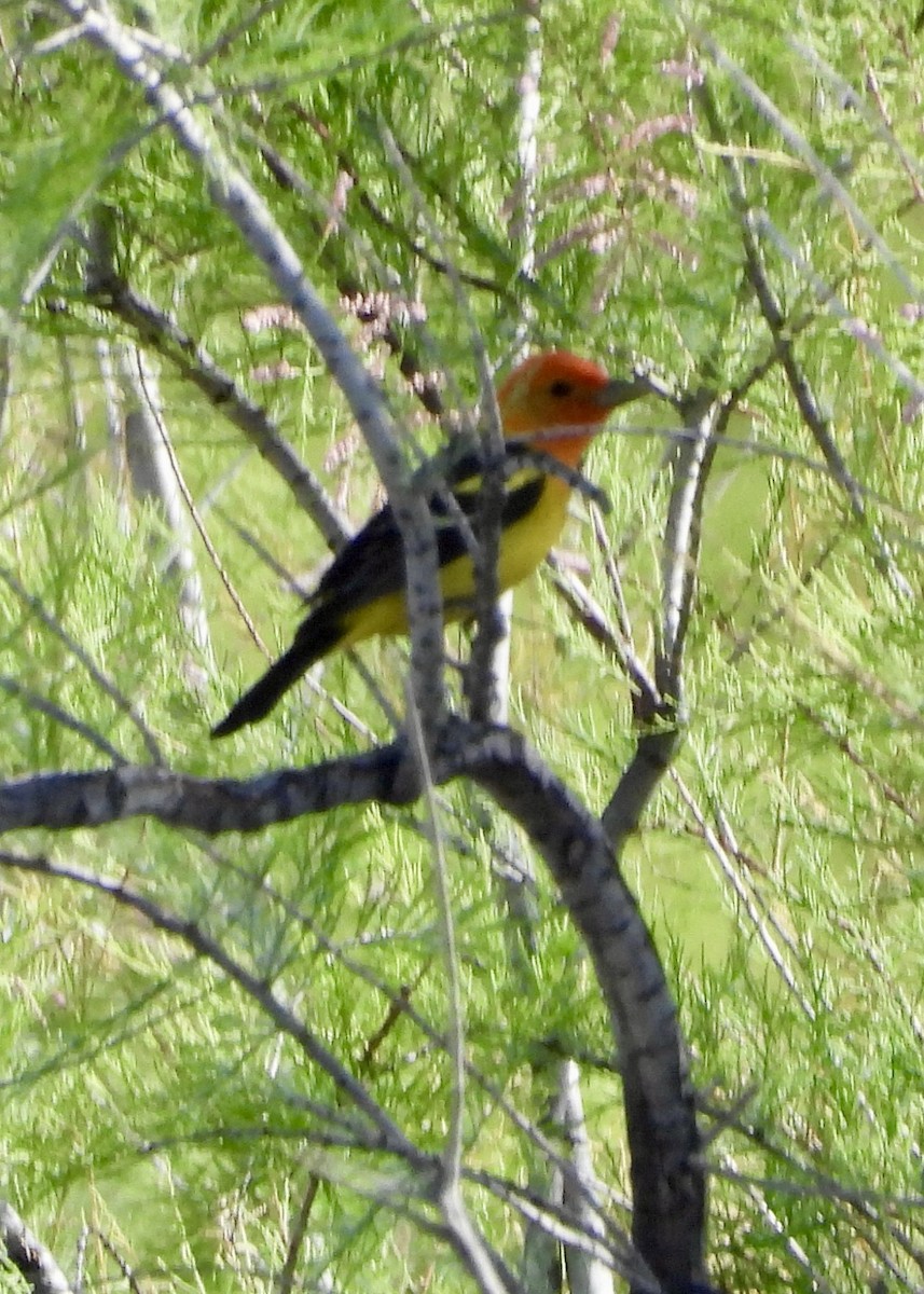 Western Tanager - ML618647228