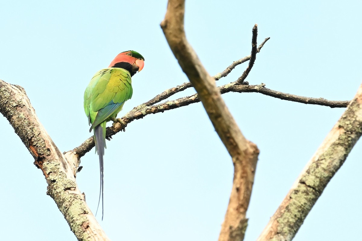 Long-tailed Parakeet - ML618647248