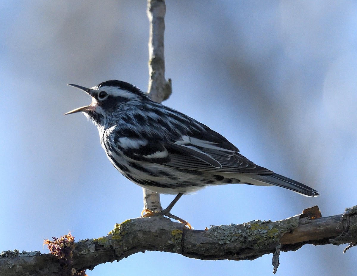 Black-and-white Warbler - ML618647271