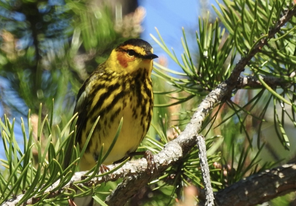 Cape May Warbler - ML618647293