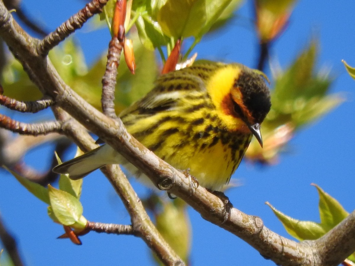 Cape May Warbler - ML618647294
