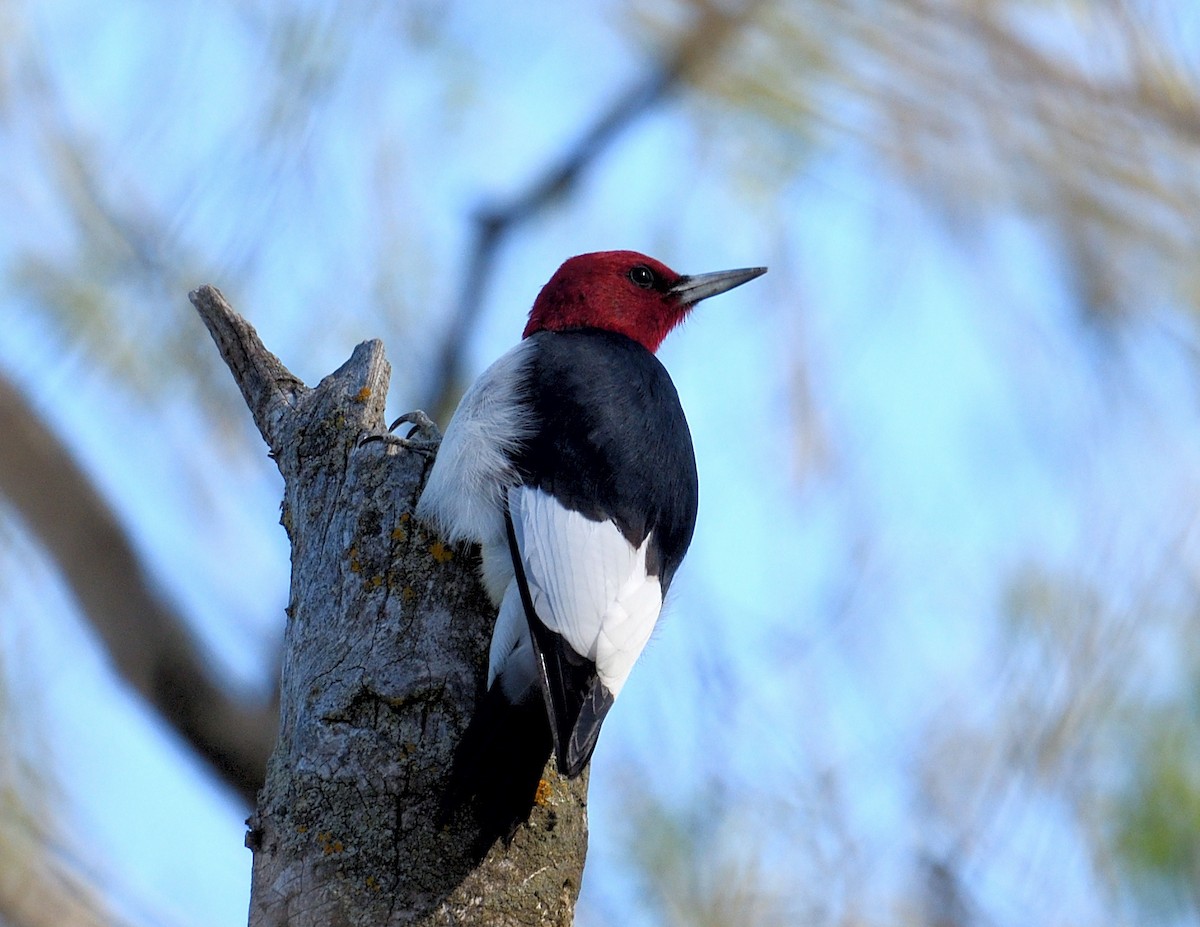 Red-headed Woodpecker - ML618647328