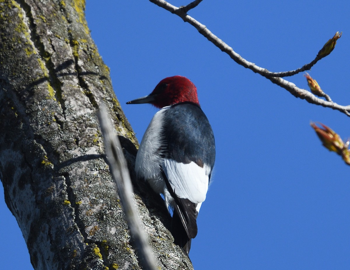 Red-headed Woodpecker - ML618647329