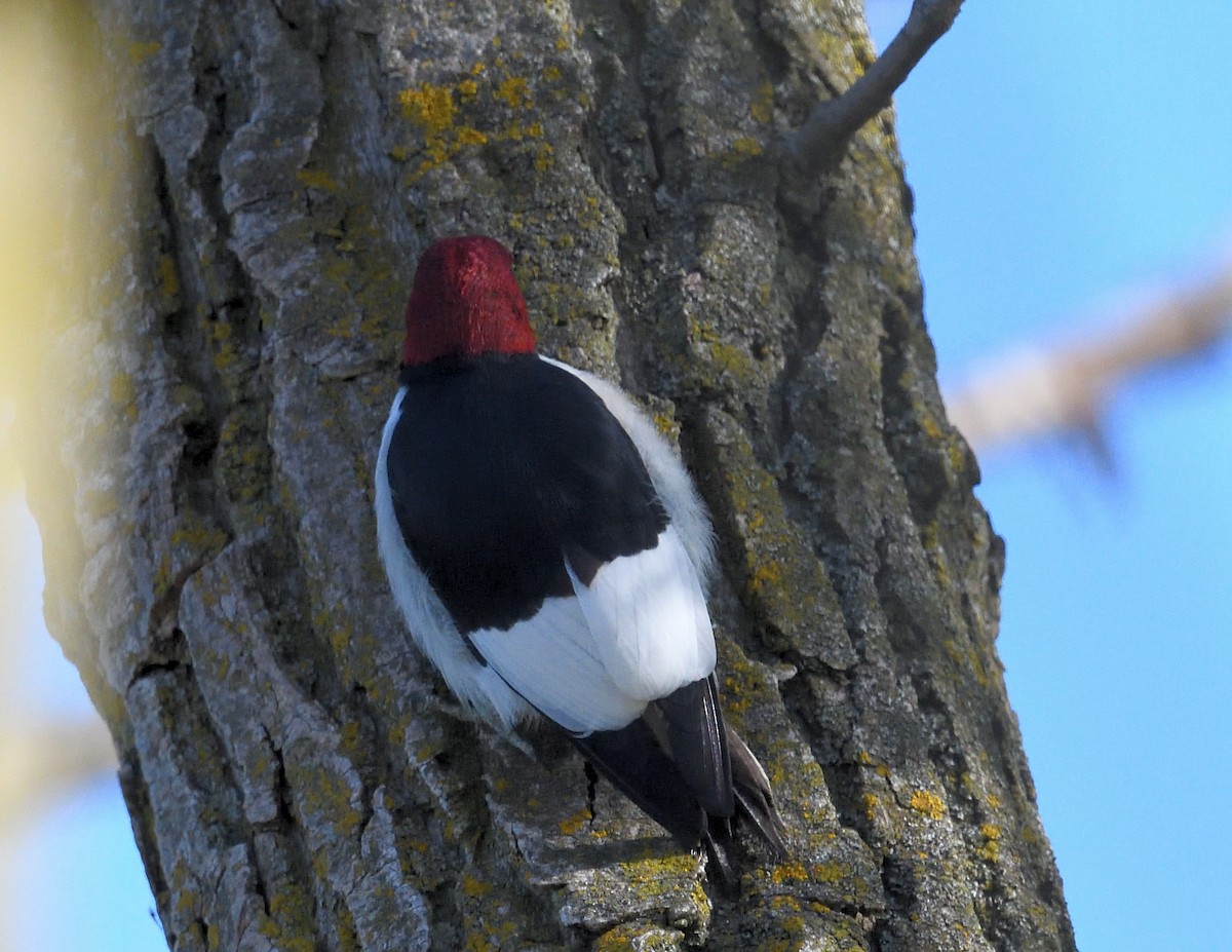 Red-headed Woodpecker - ML618647330