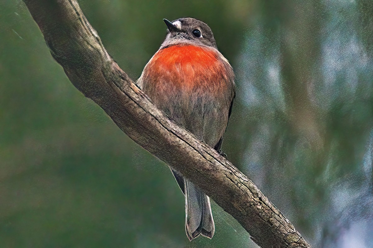 Scarlet Robin (Scarlet) - ML618647332