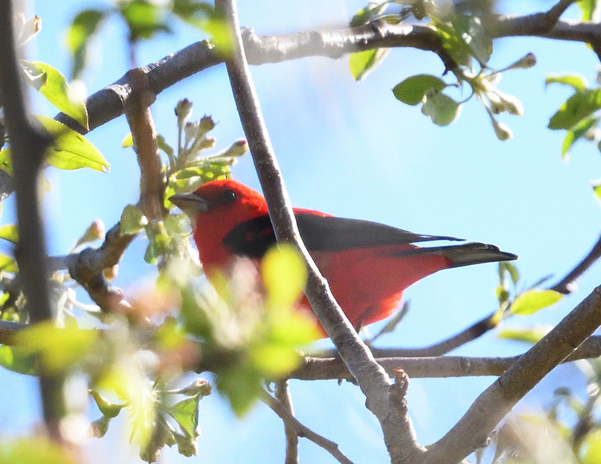 Scarlet Tanager - ML618647337