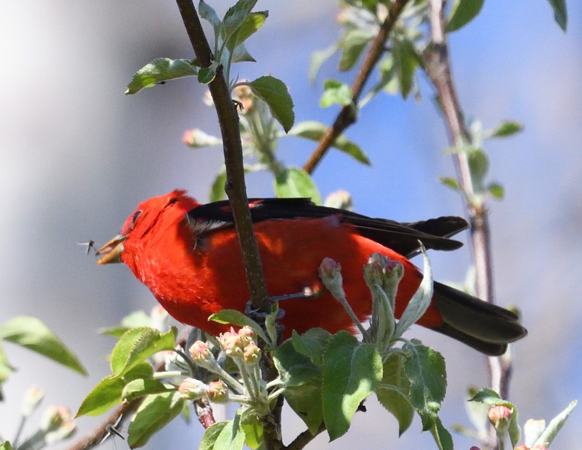 Scarlet Tanager - ML618647338