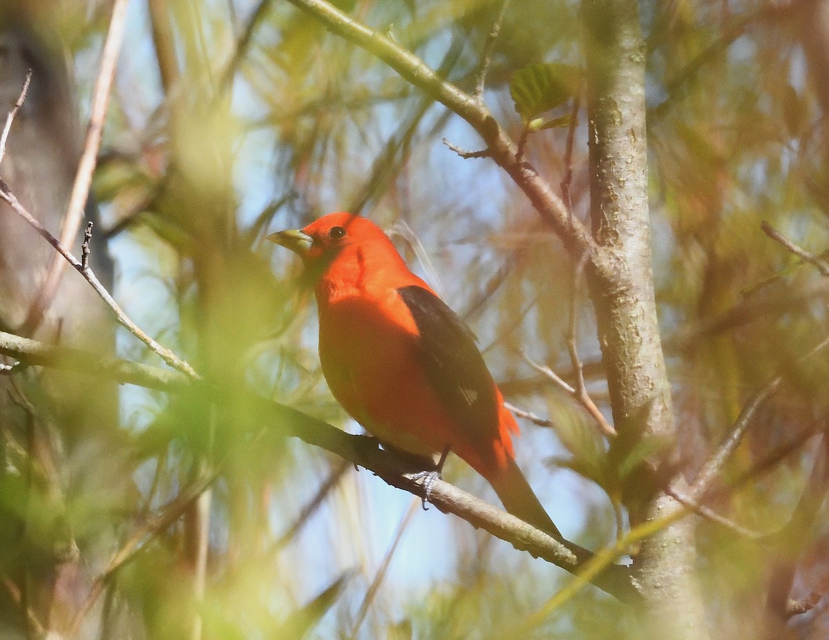 Scarlet Tanager - ML618647339