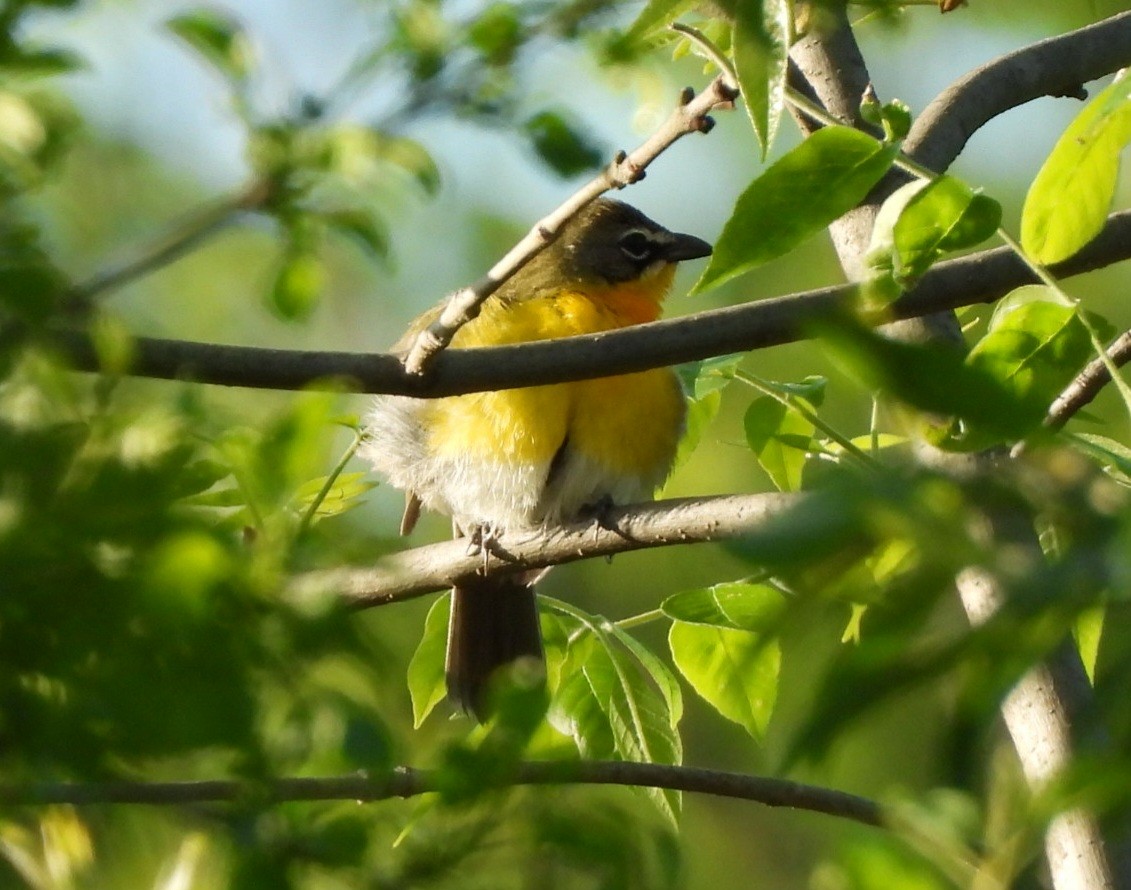 Yellow-breasted Chat - ML618647340