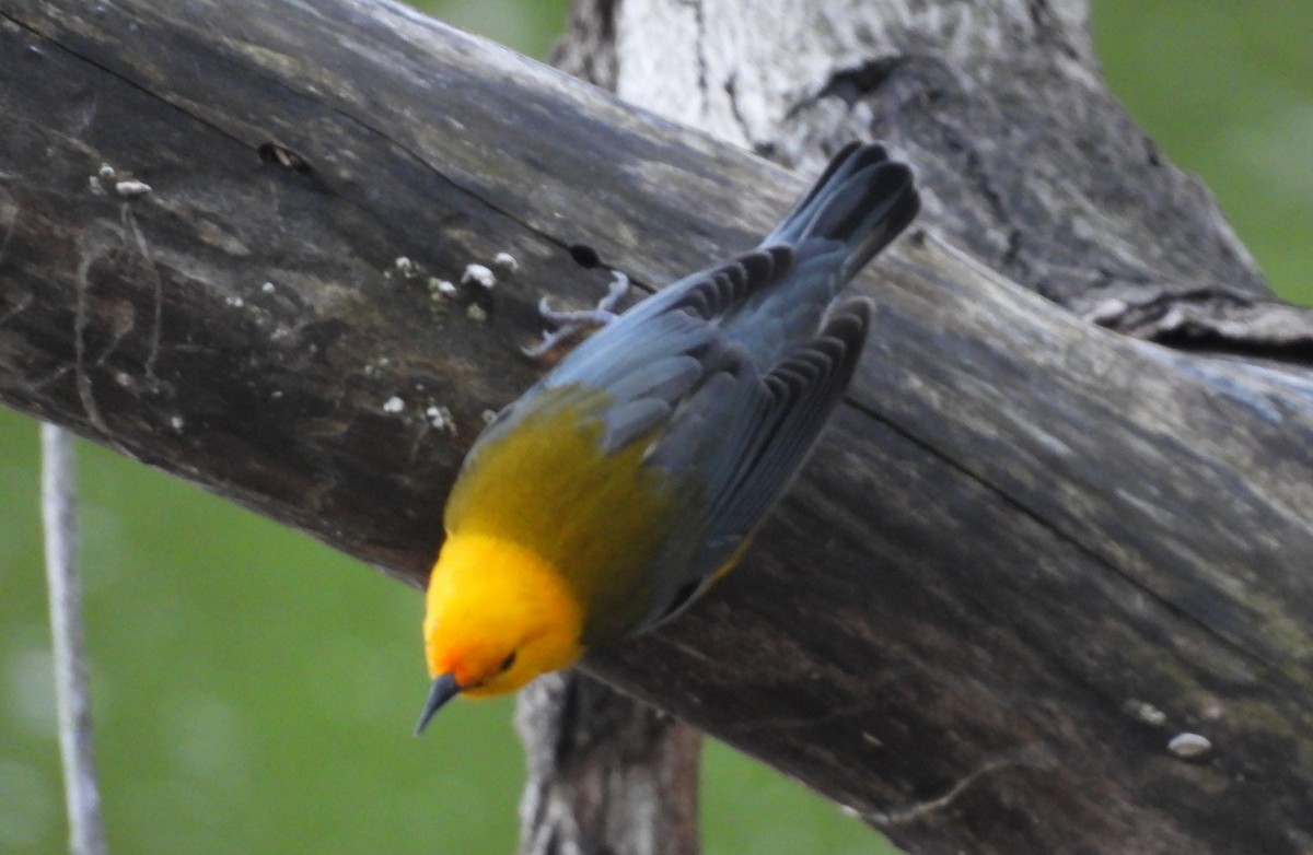 Prothonotary Warbler - ML618647352