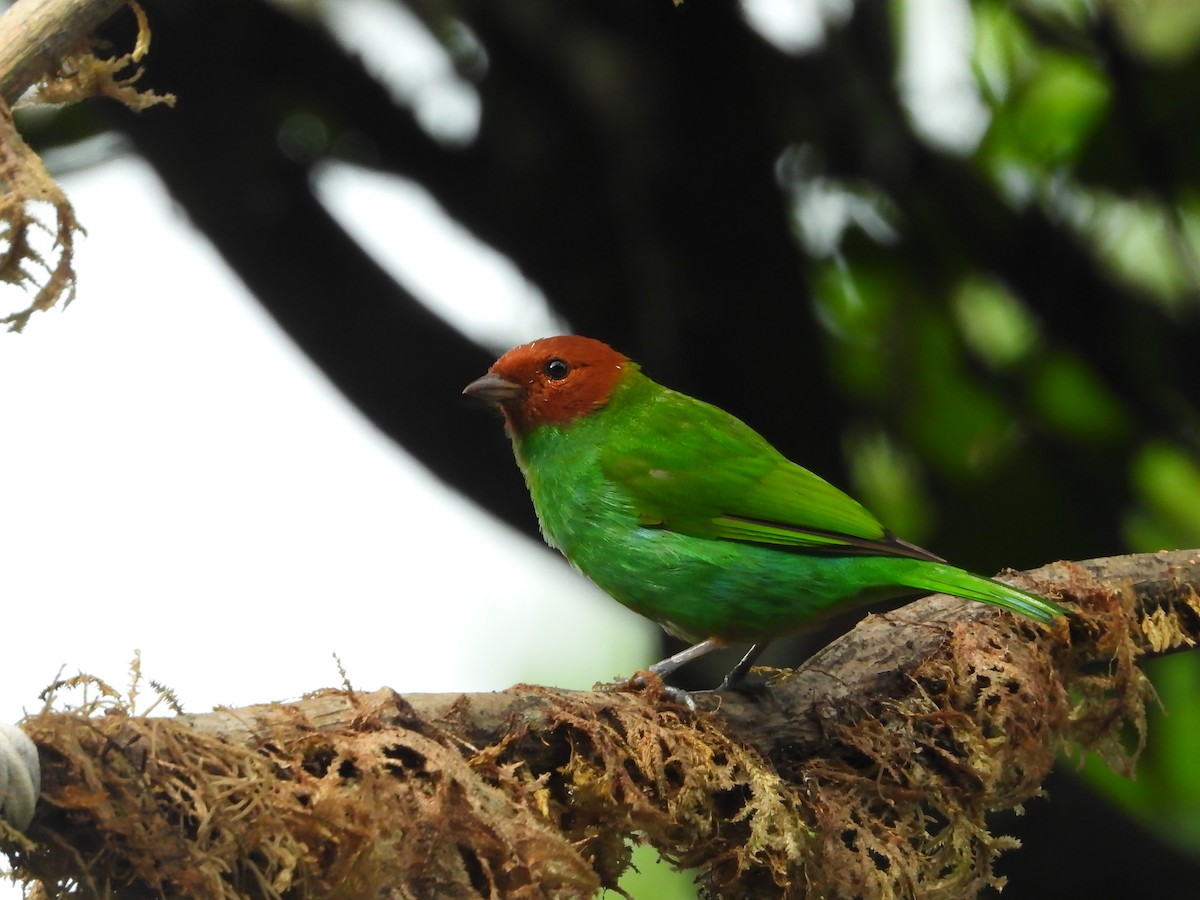 Bay-headed Tanager - ML618647431
