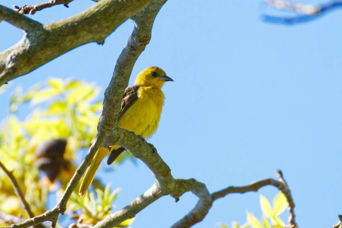 Orchard Oriole - ML618647442