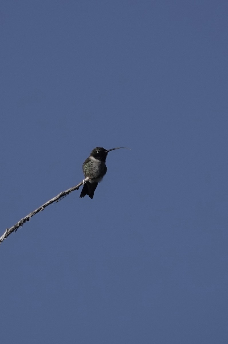 Black-chinned Hummingbird - ML618647450
