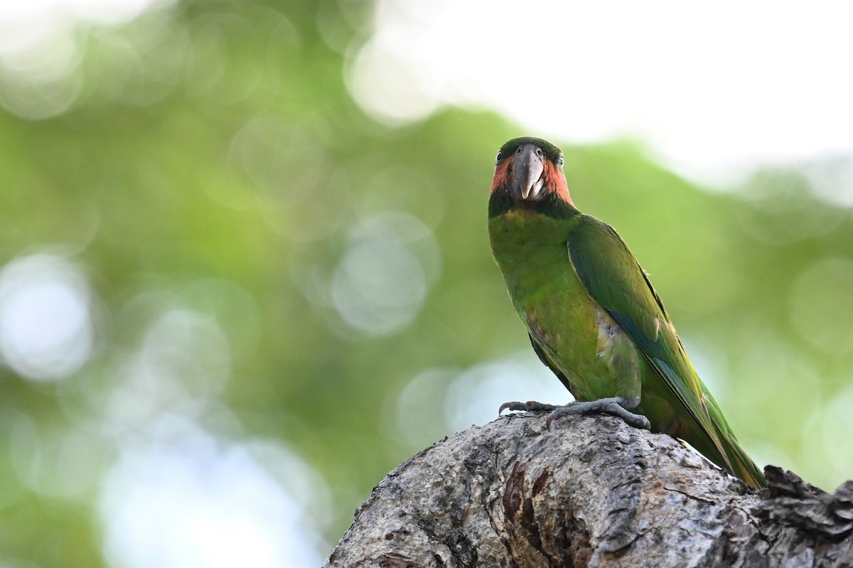 Long-tailed Parakeet - ML618647454