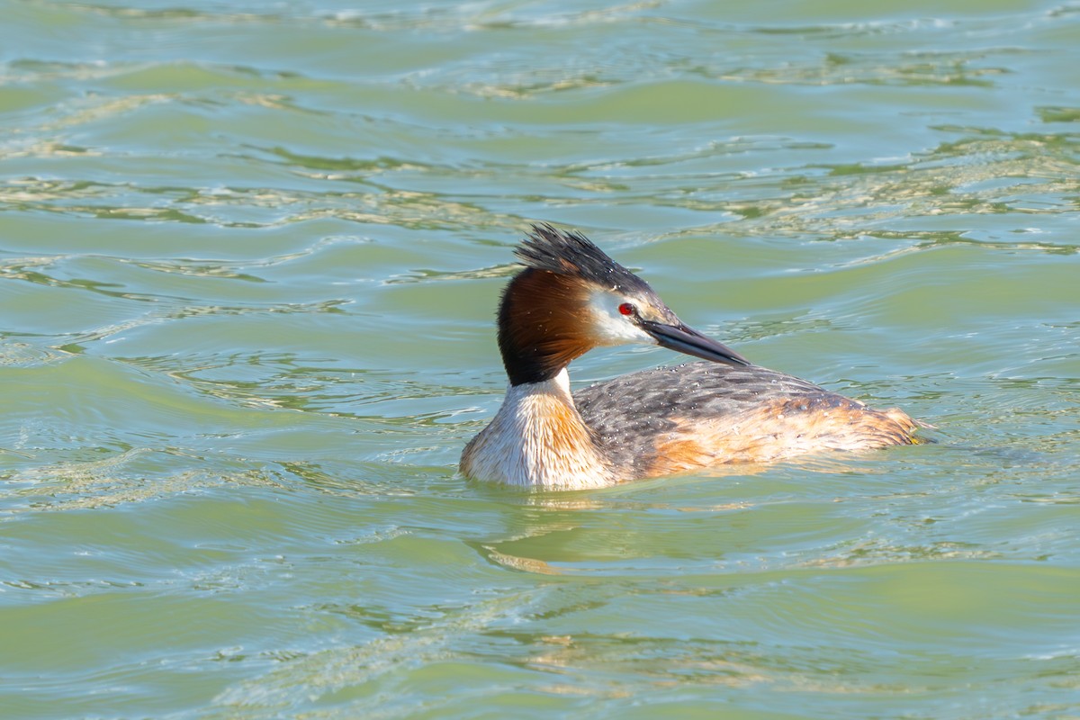 Great Crested Grebe - Jeff Huth