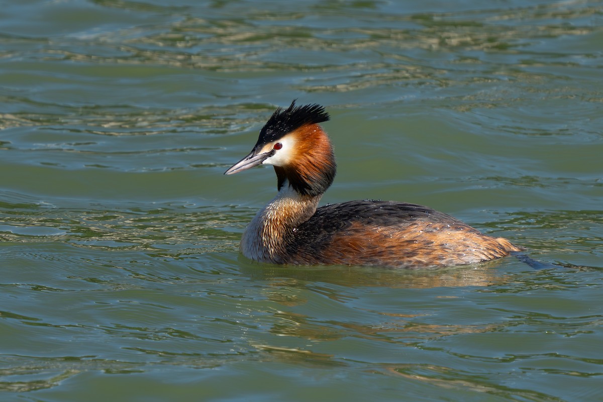 Great Crested Grebe - ML618647480