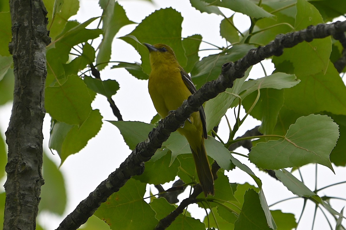 Orchard Oriole - ML618647504