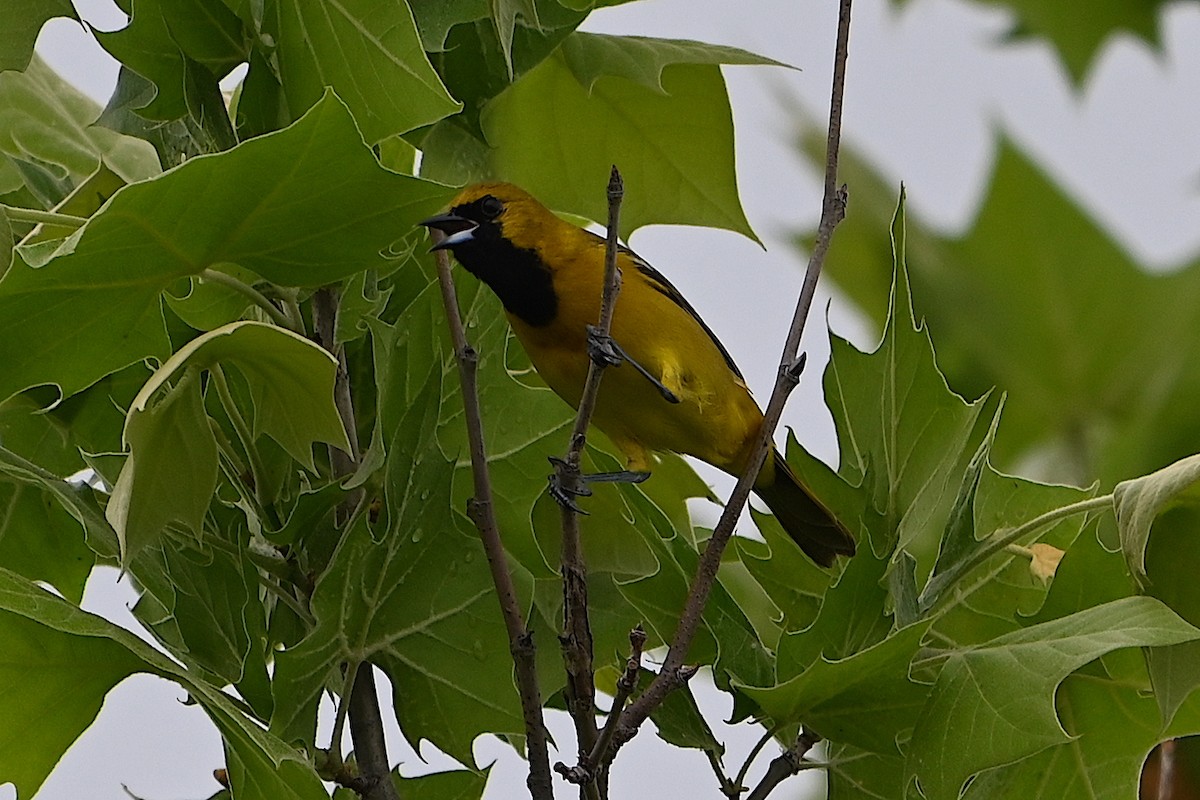 Orchard Oriole - ML618647534