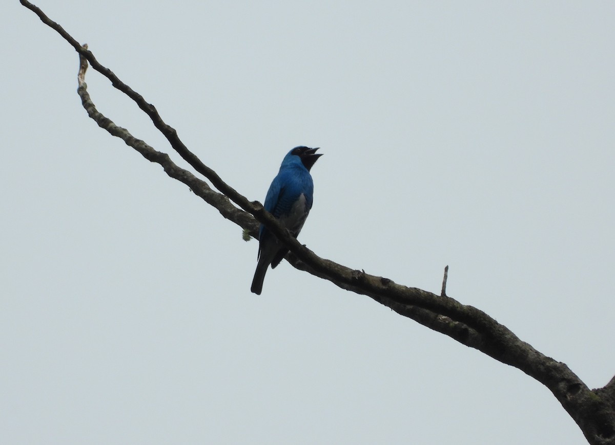 Swallow Tanager - ML618647556