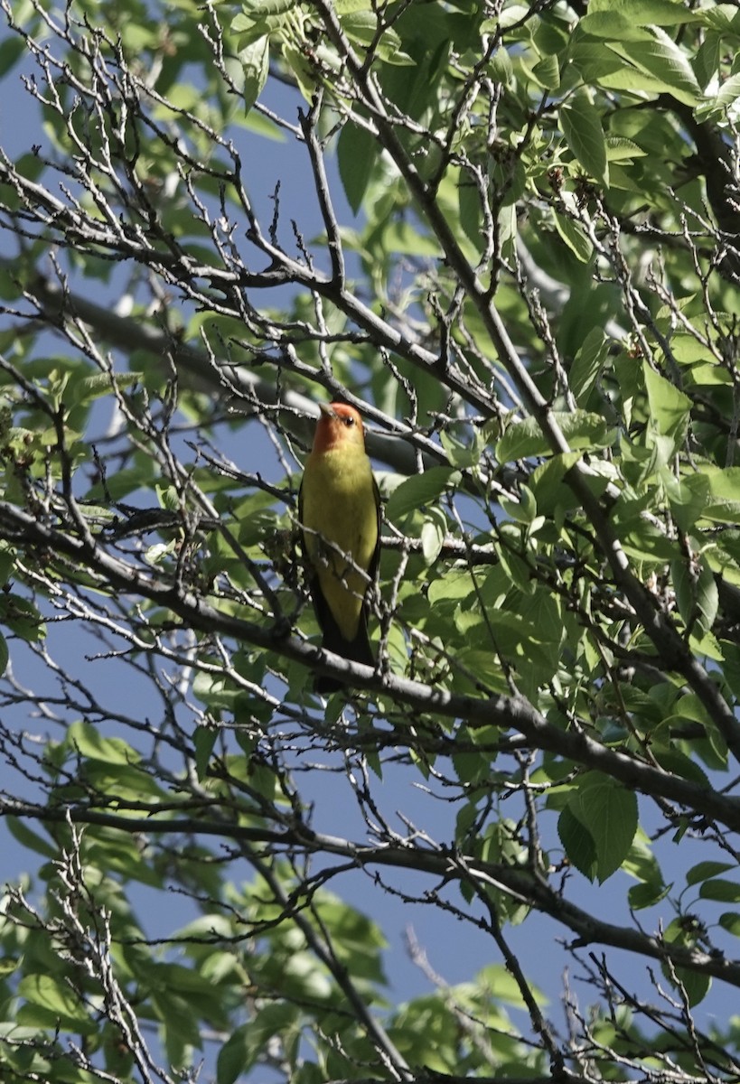 Western Tanager - ML618647623