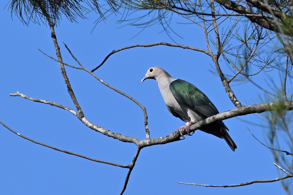 Green Imperial-Pigeon - ML618647671
