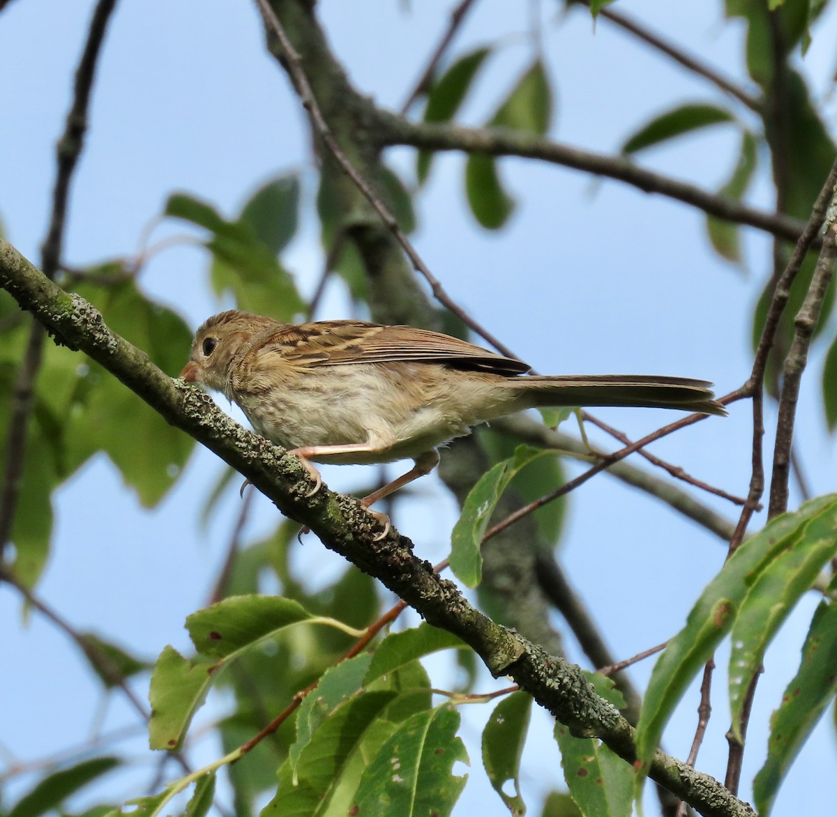 Field Sparrow - ML618647699