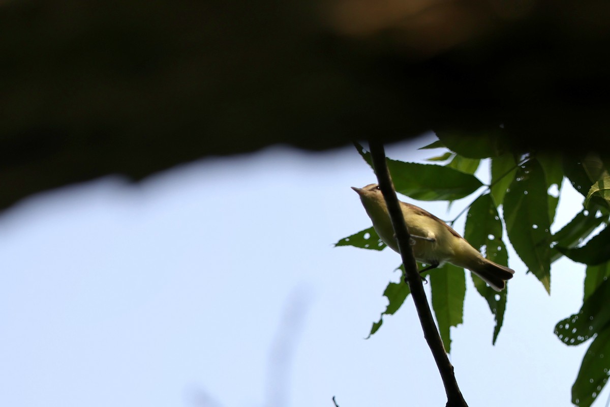 Red-eyed Vireo - Yichuan Jin