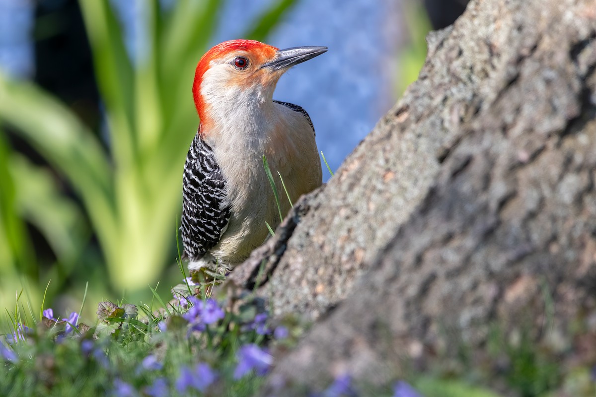 Red-bellied Woodpecker - ML618647708