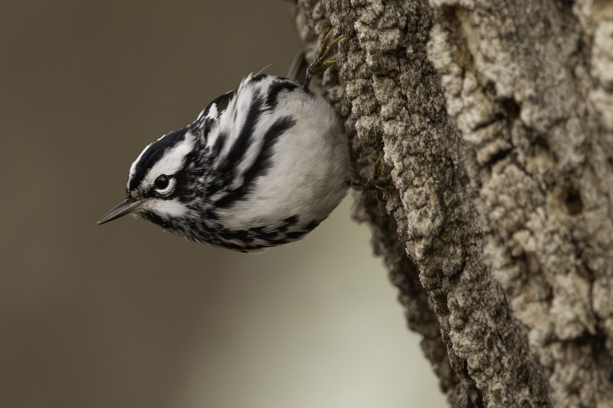 Black-and-white Warbler - ML618647717