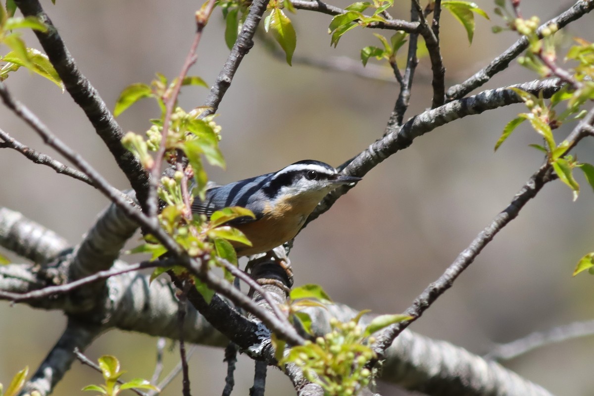 Red-breasted Nuthatch - ML618647749