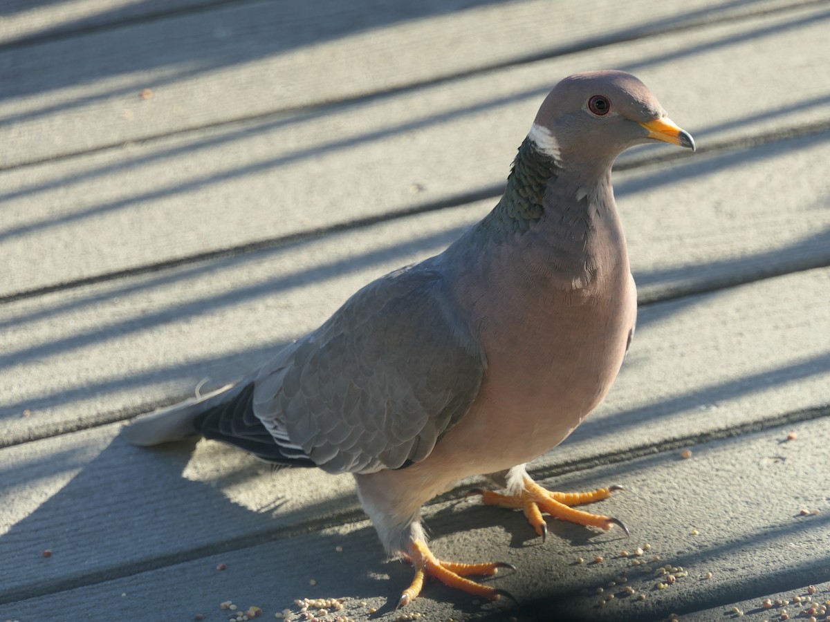 Band-tailed Pigeon - ML618647782