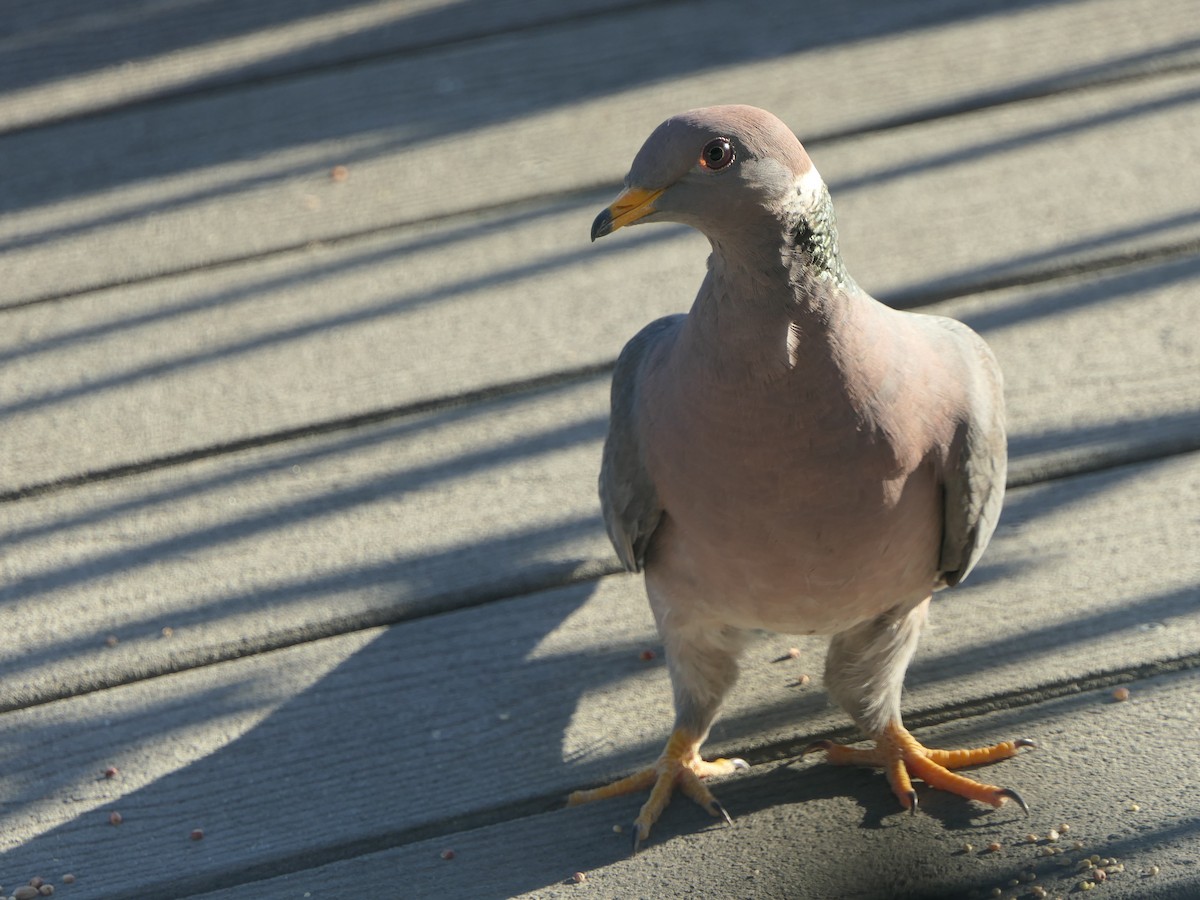 Band-tailed Pigeon - ML618647783