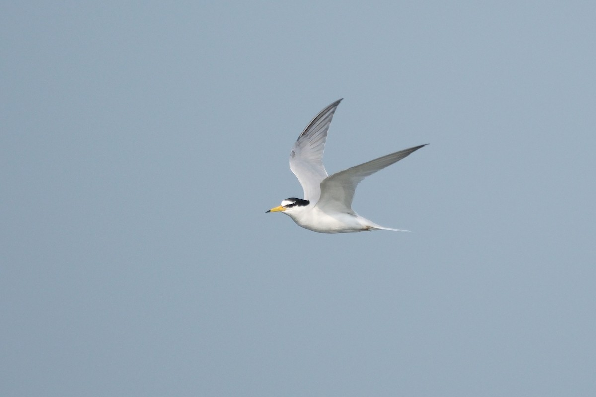 Little Tern - Xu Arlen