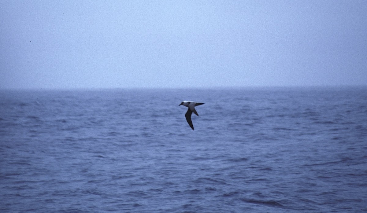 Light-mantled Albatross - ML618647824