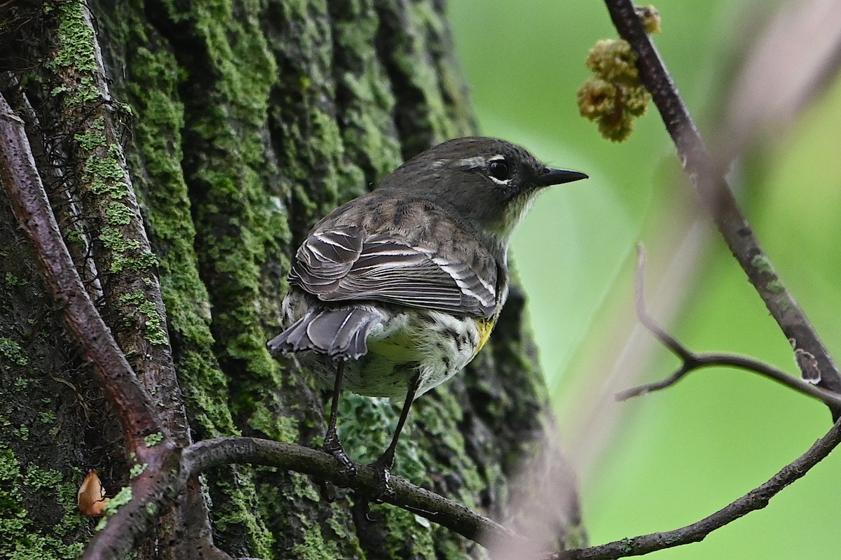 Yellow-rumped Warbler - Chad Ludwig