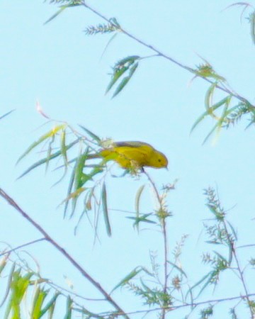 Yellow Warbler - ML618647863