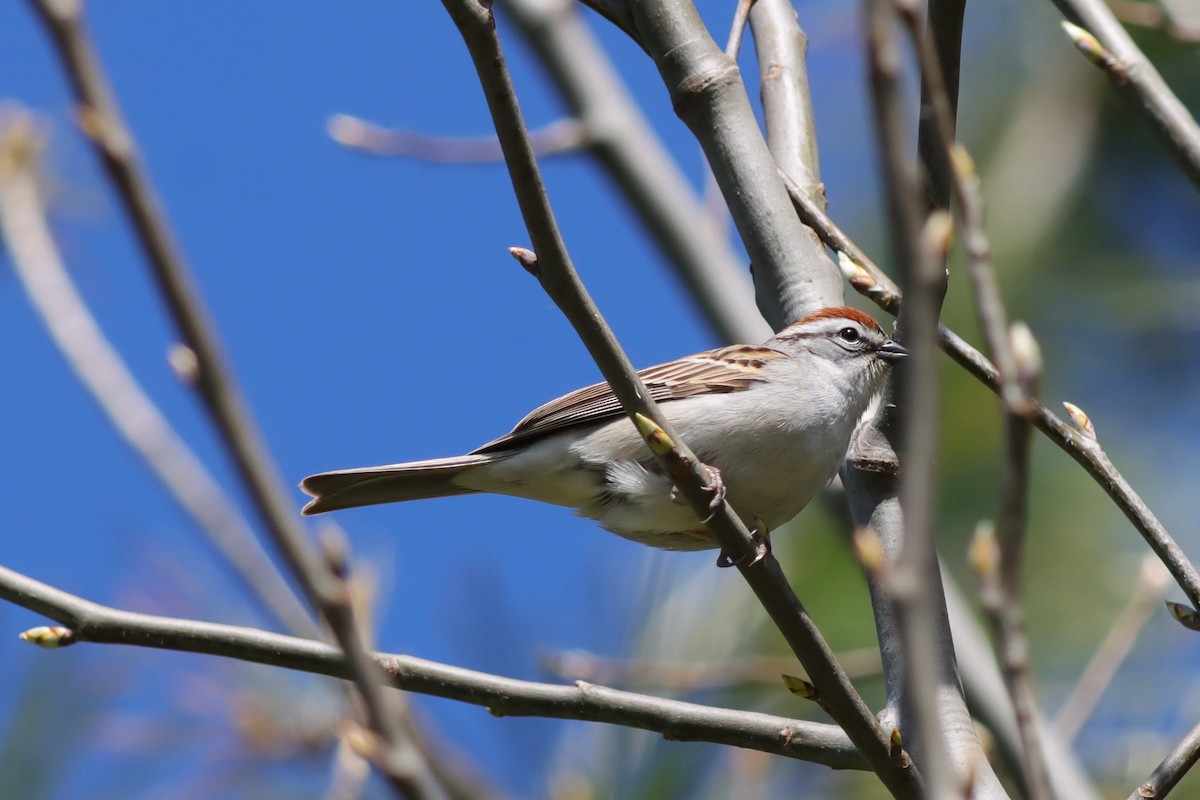 Chipping Sparrow - ML618647870