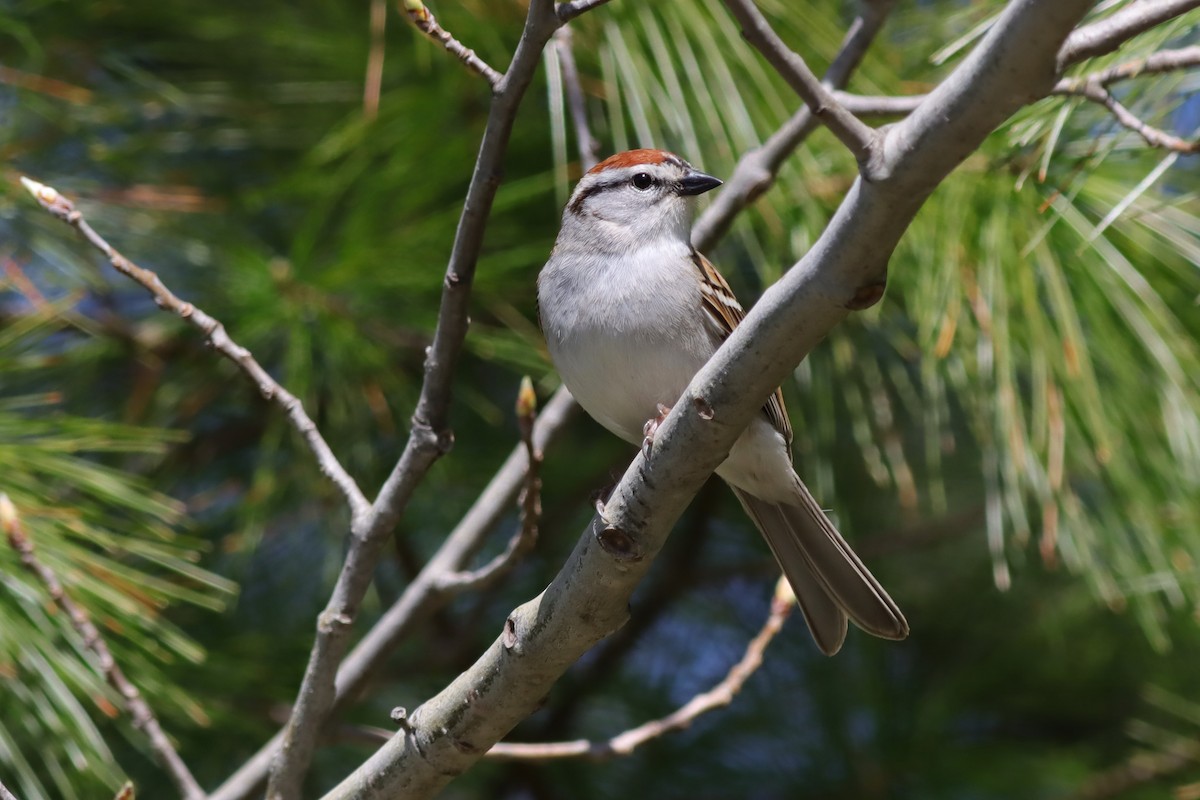 Chipping Sparrow - ML618647874