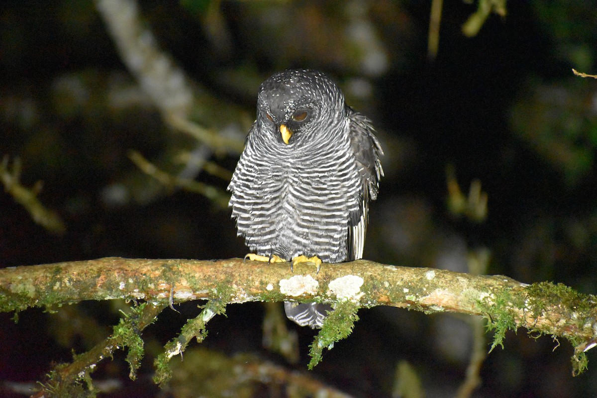 Black-banded Owl (San Isidro) - ML618647894