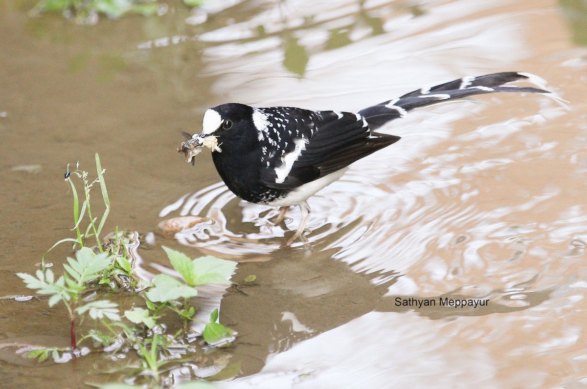 Spotted Forktail - ML61864791