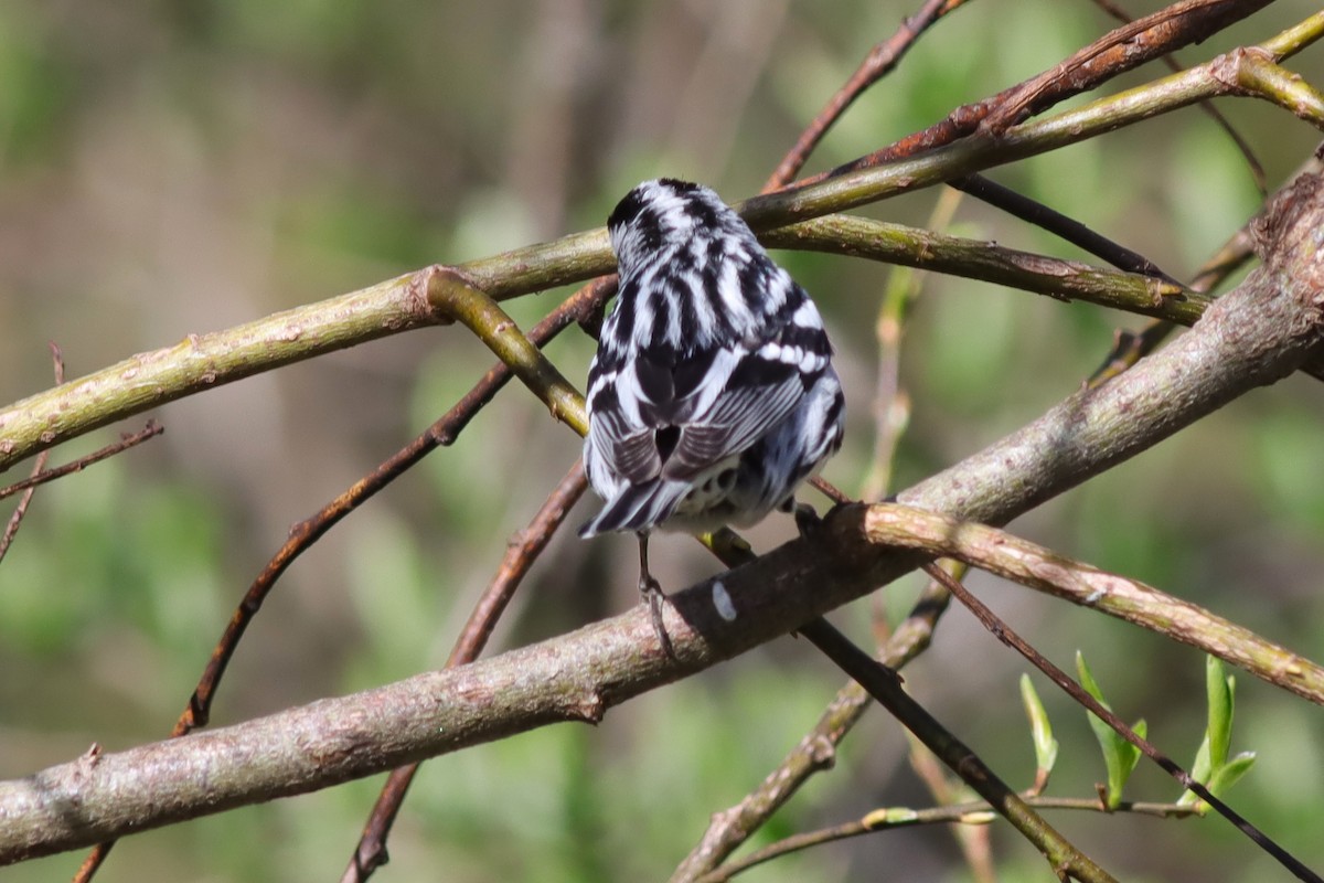 Black-and-white Warbler - ML618647914
