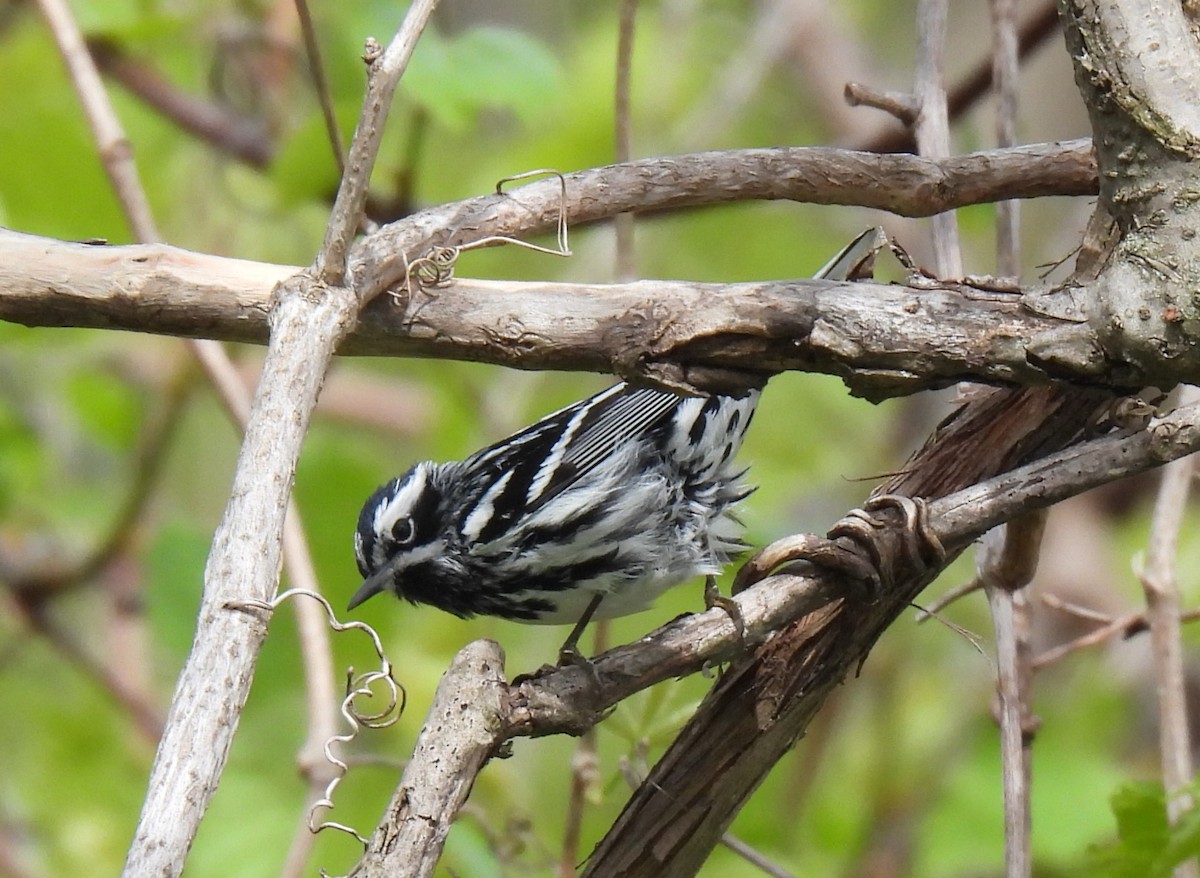 Black-and-white Warbler - ML618647915