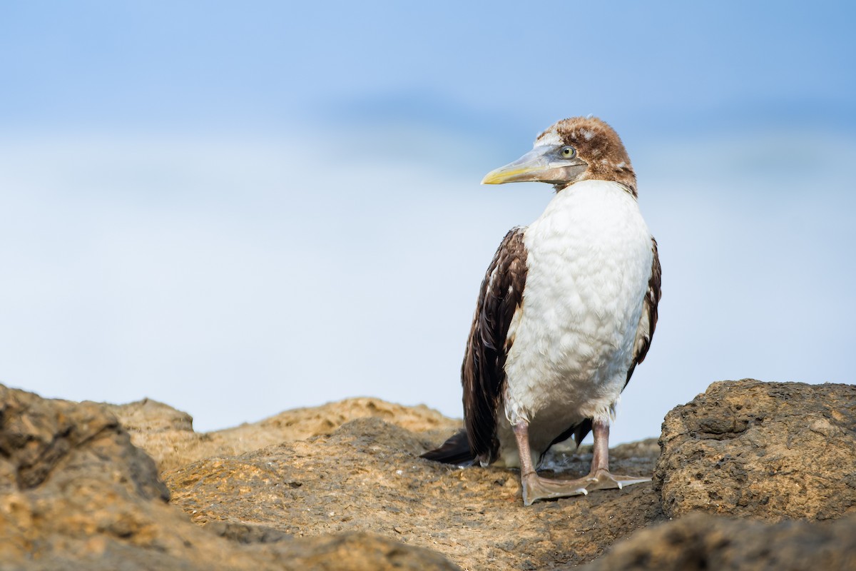 Blue-footed Booby - ML618647929