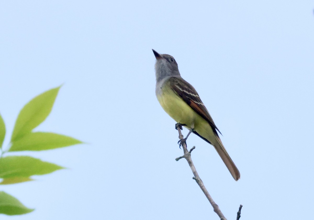 Great Crested Flycatcher - ML618647976